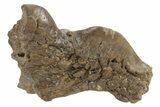 Fossil Dinosaur (Pachycephalosaurus) Skull Section - Wyoming #379720-2